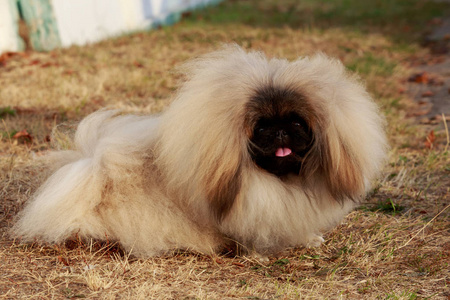 北京哈巴狗的犬种