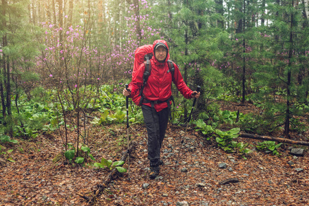 在迷雾，在多雨的天气里红色的双肩背包徒步旅行者旅游前往绿色山林