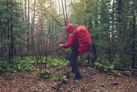 在迷雾，在多雨的天气里红色的双肩背包徒步旅行者旅游前往绿色山林