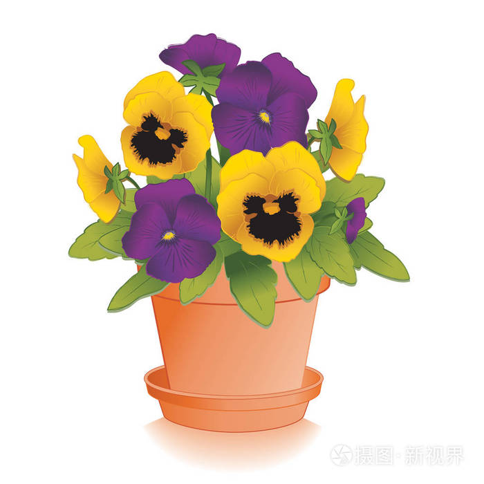 三色堇花粘土花盆 紫色和金色插画 正版商用图片0u0wuo 摄图新视界 三色堇花粘土花盆 紫色和金色插画 正版商用图片0u0wuo 摄图新视界