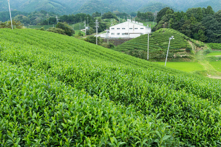 绿茶鲜农场