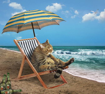 3 海滩上的猫照片