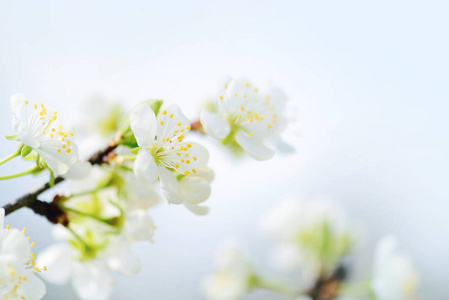 盛开的梅花枝上。软焦点