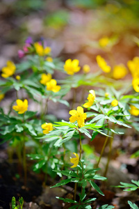 黄色木海葵 拉丁语 海葵 Ranunculoides 在森林里绽放