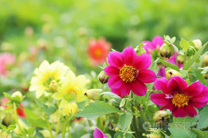 美丽的春天的花朵