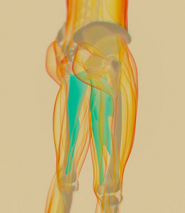 内收肌肌肉解剖模型