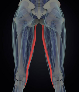 股薄肌肌肉解剖模型