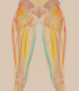 股薄肌肌肉解剖模型