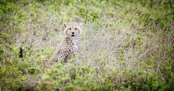 在非洲大草原的年轻猎豹