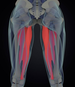 内收肌肌肉解剖模型
