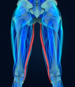 股薄肌肌肉解剖模型图片