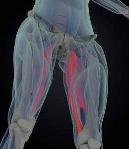 内收肌肌肉解剖模型