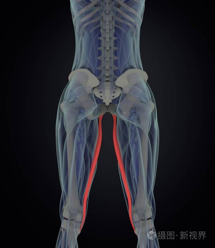 股薄肌肌肉解剖模型
