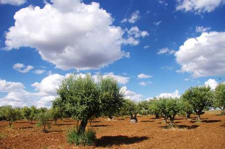 在葡萄牙，阿连特茹地区南部的橄榄树