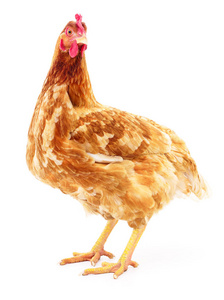 孤立的棕色母鸡图片-孤立的棕色母鸡素材-孤立的棕色母鸡插画-摄图新