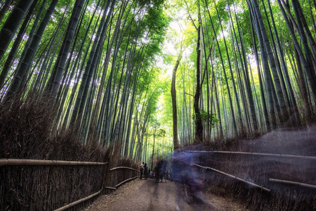 岚山竹林