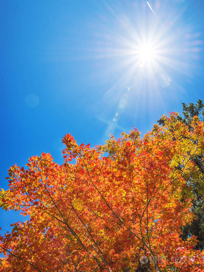 秋天的树顶,晴朗蓝天的衬托
