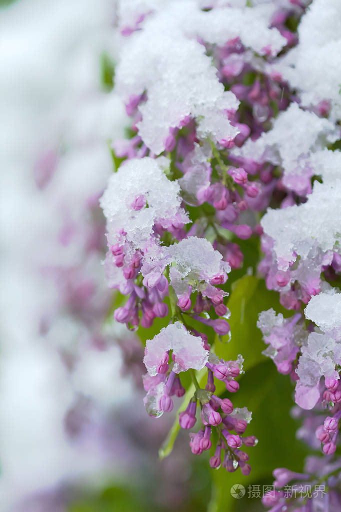 雪上淡紫色的春天