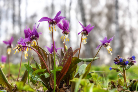 勃艮第的野花春天 Erythronium