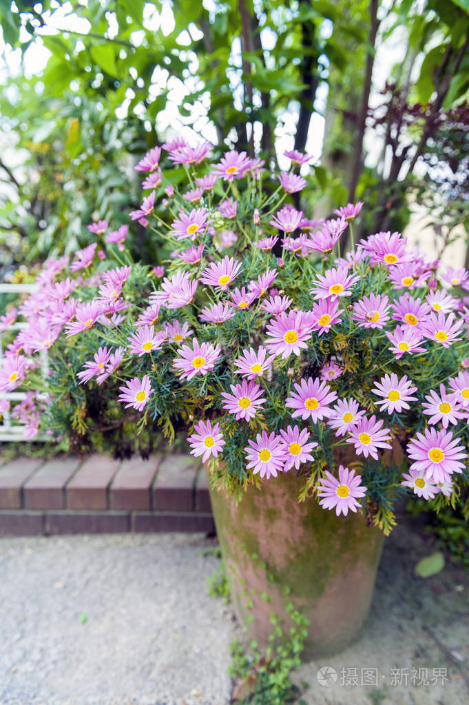 花盆里的 aster cordifolius-粉红色花在盛开的季节,在植物园