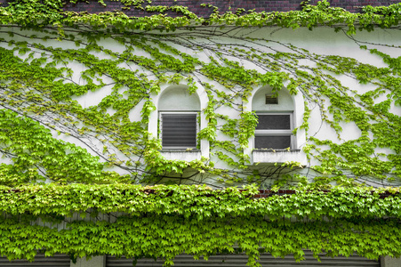 房子的墙上和窗户的攀登和爬行绿色的常春藤
