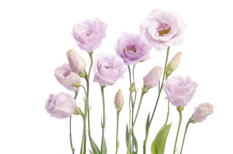 美丽的白色桔梗花白色背景上孤立洋,孤立在白色花束孤立的桔梗花桔梗.