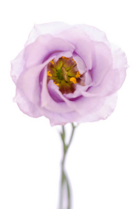 美紫罗兰花上白色孤立。桔梗