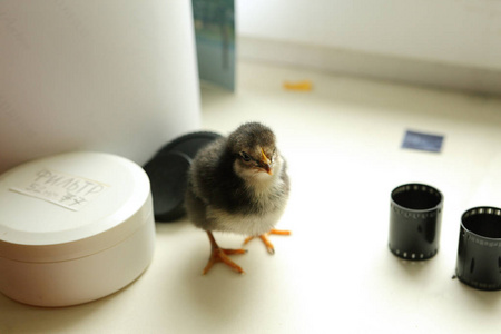 黑色的新生儿鸡正站在窗台上看起来可爱闯入附近 35mm 胶片相机