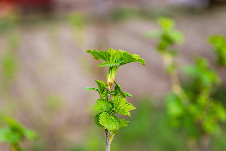 越来越多的醋栗照片