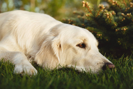 漂亮的金毛狗的肖像。概念美容 柔软度 系谱