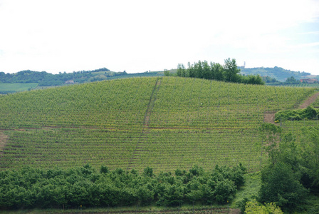 观的 Langhe 山