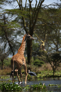 在草原上的美丽长颈鹿
