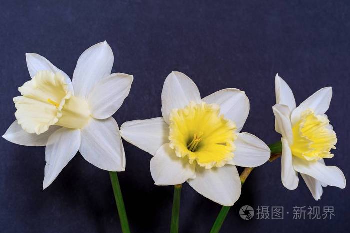 三朵花的水仙