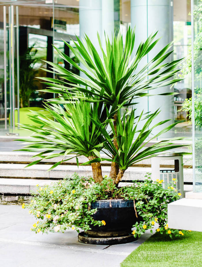 花园装饰-龙血树 loureiri 叶或 jan pha 在泰国