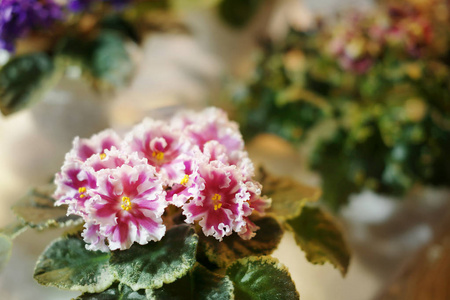 美丽的花朵，在店里