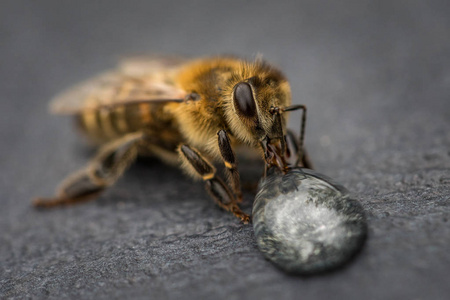 一只蜜蜂飞来喝蜂蜜滴灰色表面的宏观形象