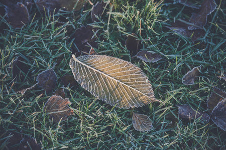 清晨阳光下草坪上绿草上冰冻的叶子上的霜冻