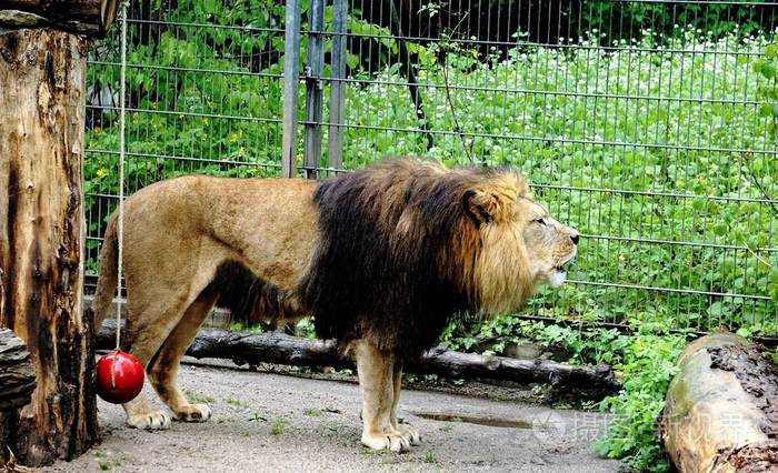 咆哮的狮子在动物园里