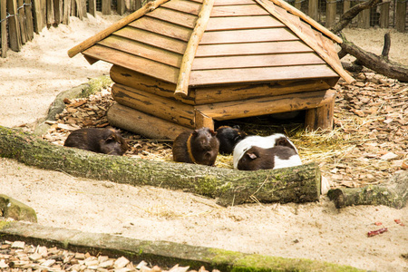 美丽的动物园在动物园里欧洲美丽胖仓鼠照片