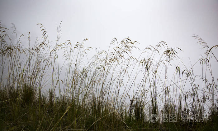 在西巴布亚的雾草