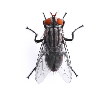 顶视图的蜻蜓与透明的翅膀,孤立的素描图蟑螂 bug 昆虫蟑螂前, 视图