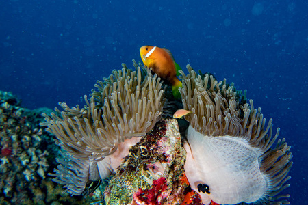 小丑鱼里面红色海葵在马尔代夫印度尼西亚