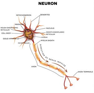 神经元，神经细胞解剖