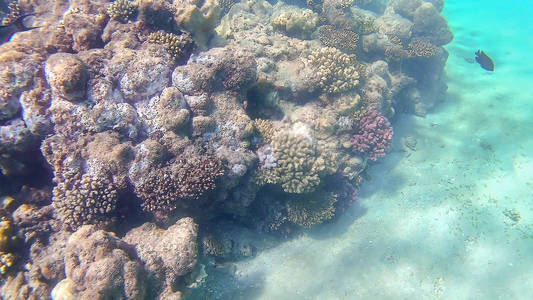 亮色的珊瑚礁在红海中格达，太阳