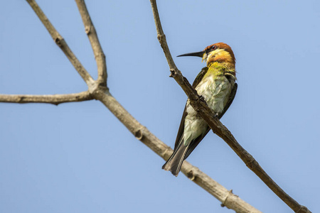 鸟 绿色食蜂鸟 在枝头上自然酒泉的形象