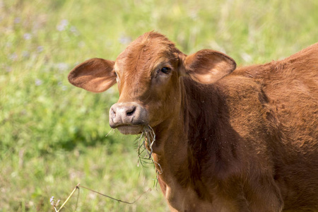 褐色的母牛，对自然背景的图像。农场动物