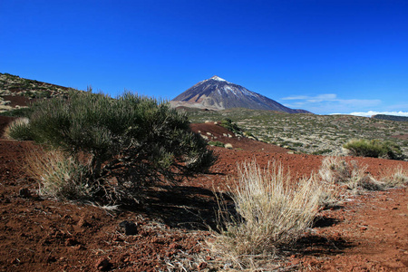 特内里费岛山泰