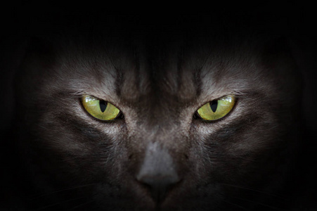 家猫, 有绿色的眼睛,只灰色的猫,低 iso 的照片,选择绿色的猫眼在黑暗