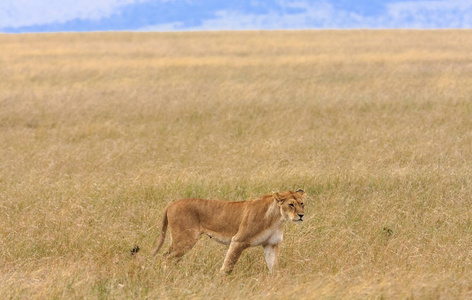 母狮在马赛玛拉，肯尼亚大草原