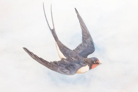 水彩燕子图片-水彩燕子素材-水彩燕子插画-摄图新视界